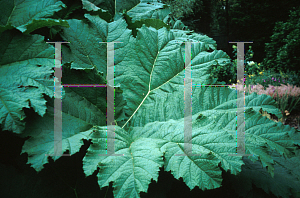 Picture of Gunnera manicata 