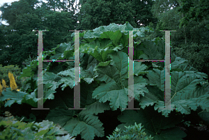 Picture of Gunnera manicata 