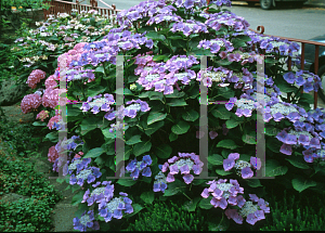 Picture of Hydrangea macrophylla 