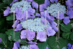 Picture of Hydrangea macrophylla 