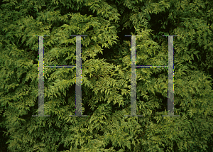 Picture of Thuja plicata 'Zebrina'