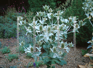 Picture of Eryngium giganteum 