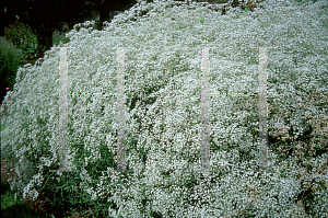 Picture of Silene latifolia 