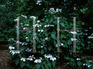 Picture of Hydrangea macrophylla 'White Cap'