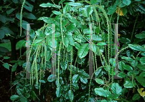 Picture of Itea ilicifolia 