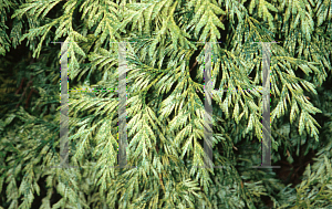 Picture of Thuja plicata 'Zebrina'