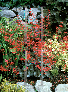 Picture of Heuchera  'Cherries Jubilee'