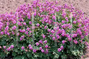 Picture of Geranium x cantabrigiense 'Karmina'