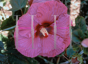 Picture of Hibiscus moscheutos 'Plum Crazy'