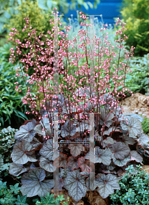 Picture of Heuchera  'Regina'