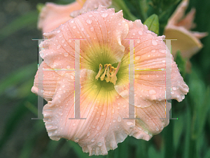 Picture of Hemerocallis  'Barbara Mitchell'