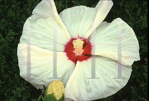 Picture of Hibiscus  'Old Yella'