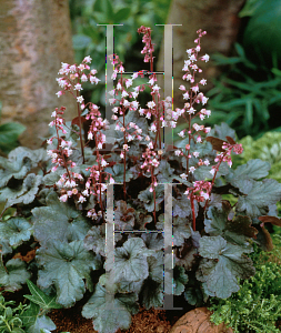 Picture of Heuchera  'Petite Pearl Fairy'