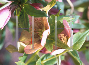 Picture of Helleborus orientalis 