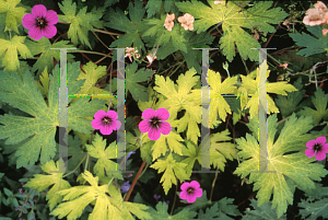 Picture of Geranium albanum 'Ann Folkard'