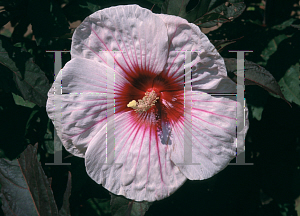 Picture of Hibiscus  'Kopper King'
