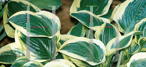 Picture of Hosta  'Queen Josephine'