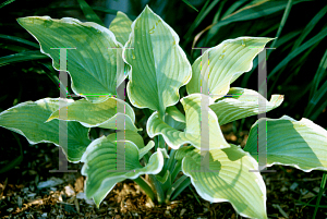 Picture of Hosta  'Lakeside Cha Cha'