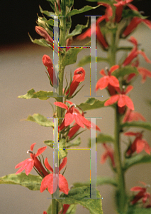 Picture of Lobelia  'Rose Beacon'