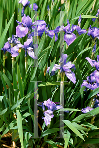 Picture of Iris sibirica 'Baby Sister'