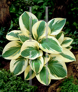 Picture of Hosta  'Pilgrim'