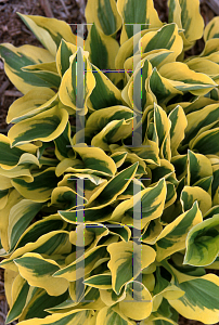 Picture of Hosta  'Grand Prize'
