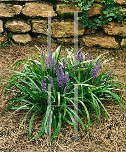 Picture of Liriope muscari 'Royal Purple'