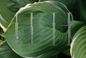 Picture of Hosta  'Parhelion'