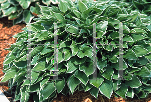Picture of Hosta  'Allan P. McConnell'