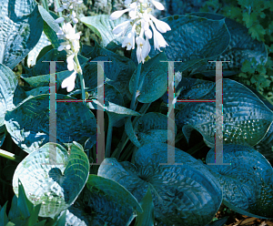 Picture of Hosta  'Abiqua Drinking Gourd'