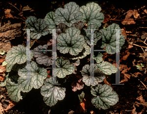 Picture of Heuchera  'Silver Scrolls'