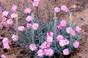 Picture of Dianthus gratianopolitanus 'Mountain Mist'