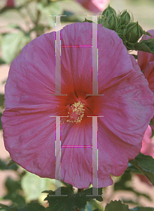 Picture of Hibiscus rosa-sinensis 'Fantasia'