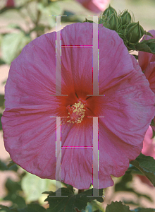 Picture of Hibiscus rosa-sinensis 'Fantasia'