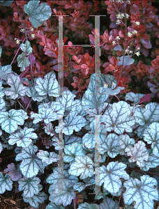 Picture of Heuchera  'Crown Jewel'