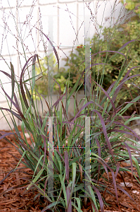 Picture of Panicum virgatum 'Shenandoah'