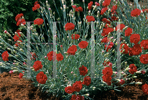 Picture of Dianthus  'Desmond'