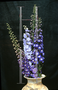 Picture of Delphinium elatum 'Royal Aspirations'