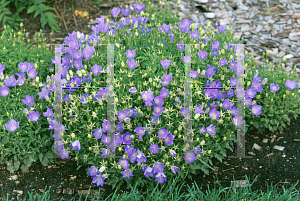 Picture of Campanula carpatica 'Blue Clips'