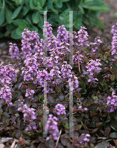 Picture of Ajuga reptans 'Pink Surprise'