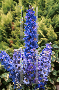 Picture of Delphinium elatum 'New Millennium Mix'