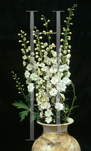 Picture of Delphinium elatum 'Innocence'