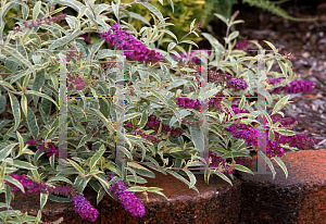 Picture of Buddleia davidii 'Harlequin'