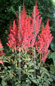 Picture of Astilbe x arendsii 'August Light (Augustleuchten)'