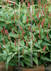 Picture of Polygonum amplexicaule 'Speciosa (Firetail)'