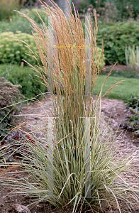 Picture of Calamagrostis x acutiflora 'Overdam'