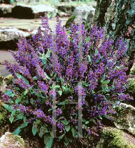 Picture of Salvia nemorosa 'Viola Klose'