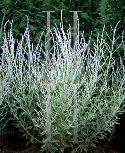 Picture of Perovskia atriplicifolia 'Little Spire'