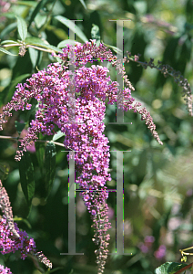 Picture of Buddleia davidii 'Dartmoor'