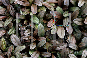 Picture of Ajuga reptans 'Chocolate Chip'